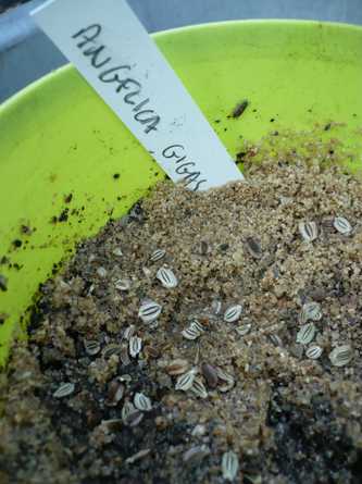 Semis de graines d'ang&eacute;lique